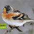 Inventaire : comptage national Oiseaux des jardins